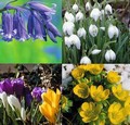 400 Bulbs for Naturalising in Grass, Borders or Wo
